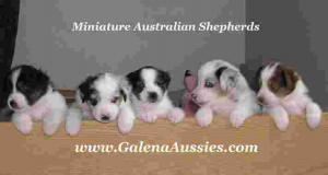 ForSellweeksoldAustralianShepherdpuppies